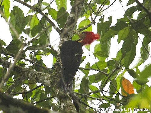 Helmeted woodpecker